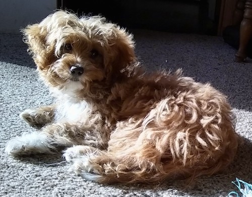 A small, thick, wavy-coated tan with white dog and ears that hang to the sides, a dark nose and dark eyes laying down on a tan carpet